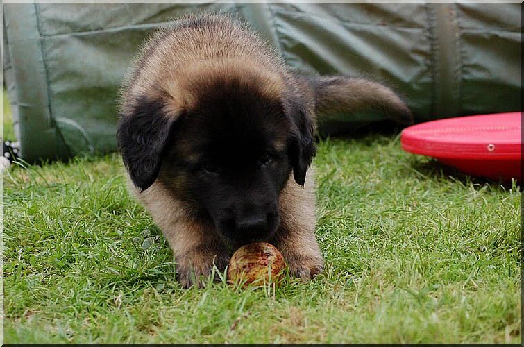 leonberger 014.jpg